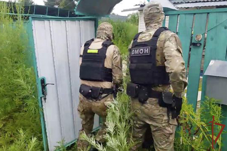 В Хабаровске при силовой поддержке спецназа Росгвардии ликвидирована плантация культивируемой конопли