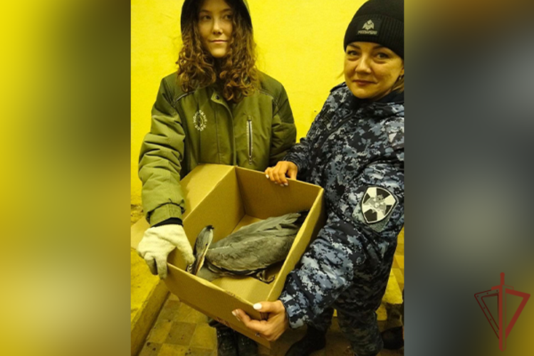 Росгвардейцы спасли серую цаплю, пострадавшую от аномальных морозов в Москве (видео)