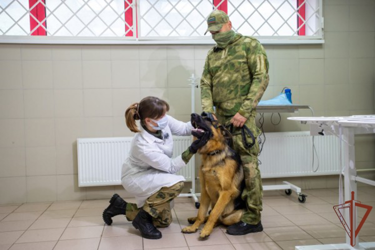 В Москве прошёл осмотр служебных собак Росгвардии