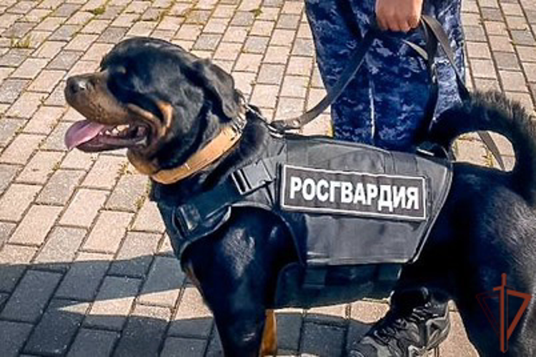 В Калининграде росгвардейцы обеспечили безопасность матча РПЛ по футболу