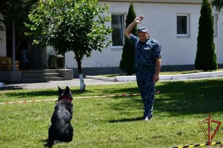 В Кабардино-Балкарии кинологи Росгвардии приняли участие в межведомственных тренировочных занятиях