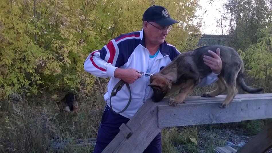 Накануне Дня вневедомственной охраны заслуженный кинолог Томской области рассказал в эфире «Радио России» о службе и воспитании собак