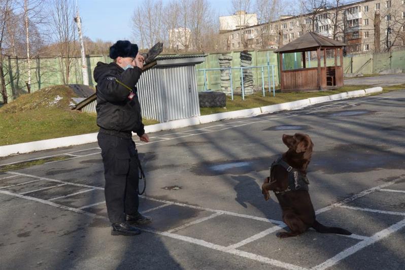 Сбор специалистов-кинологов Росгвардии состоялся в Свердловской области 