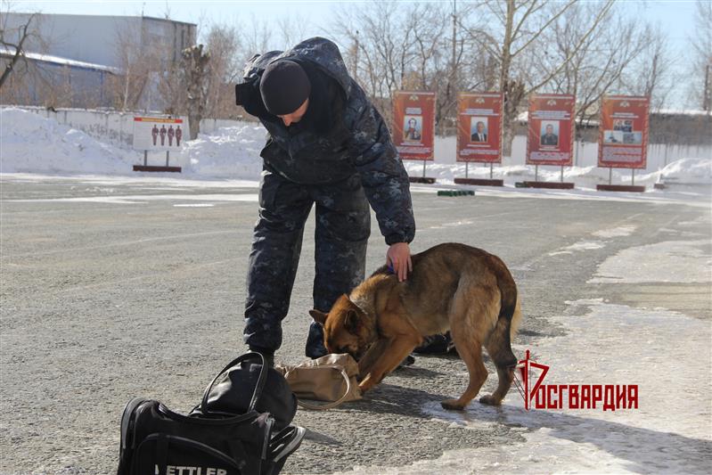 В Тюмени специалисты-кинологи Росгвардии приступили к профессиональному обучению