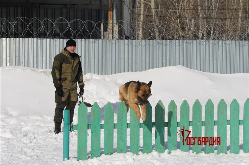 В Тюмени специалисты-кинологи Росгвардии приступили к профессиональному обучению