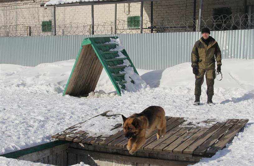 В Тюмени специалисты-кинологи Росгвардии приступили к профессиональному обучению
