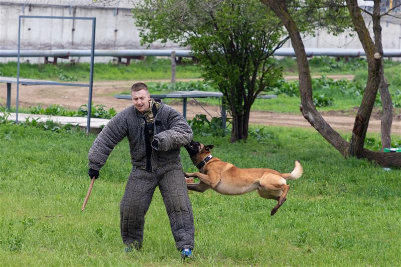 В Зеленокумске прошли сборы специалистов-кинологов Росгвардии