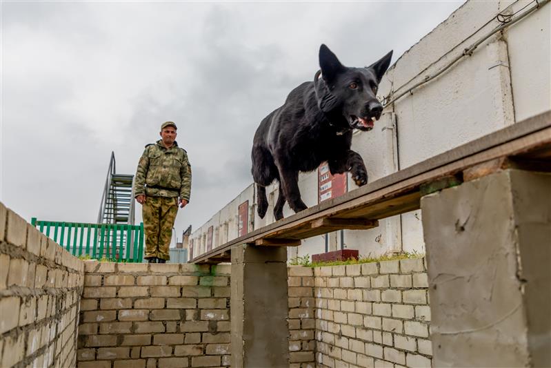 В Зеленокумске прошли сборы специалистов-кинологов Росгвардии