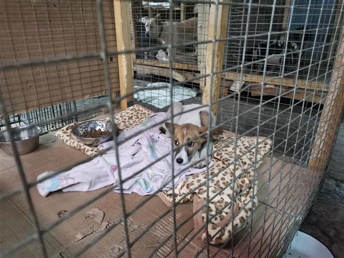 Кузбасские росгвардейцы помогли приюту для бездомных животных
