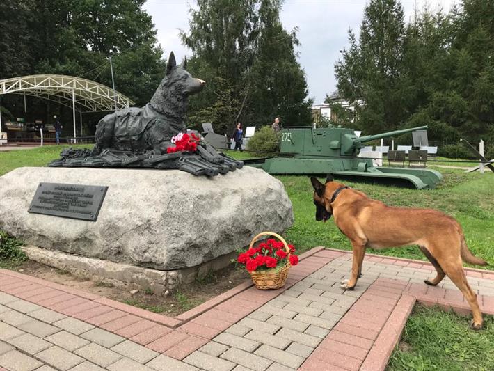 Кинологи Росгвардии показали мастерство и выучку своих питомцев на Дне фронтовой собаки