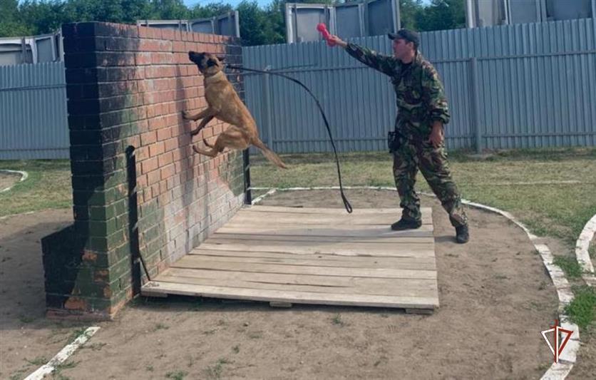 Более 50 кинологов Росгвардии прошли курс повышения квалификации в Тюмени