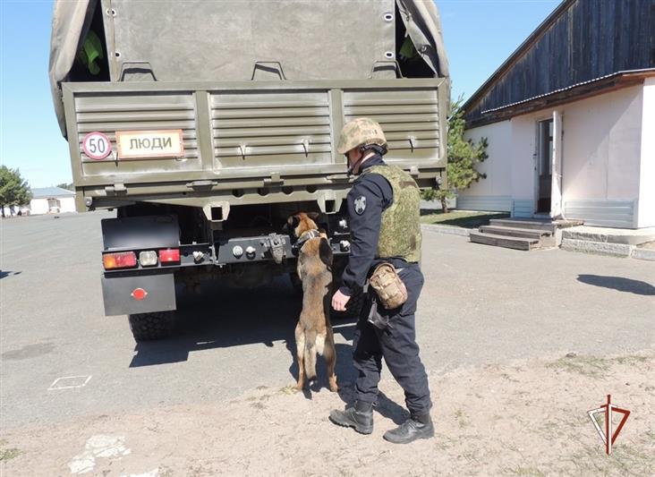 Более 50 кинологов Росгвардии прошли курс повышения квалификации в Тюмени