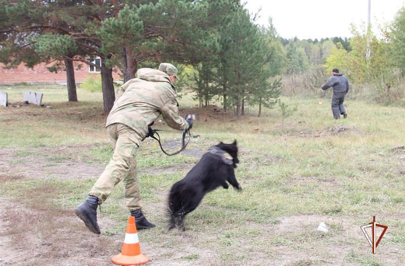 В Тюмени кинологам Росгвардии  вручили  свидетельства об успешном завершении курса обучения (видео)