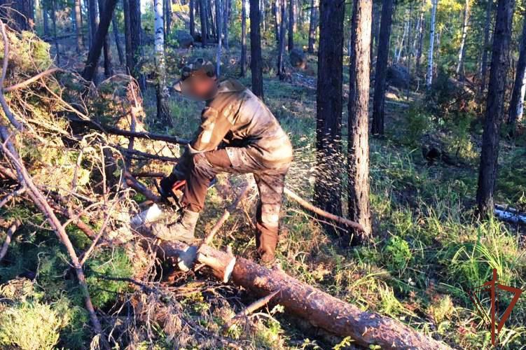 Росгвардейцы задержали подозреваемых в незаконной рубке леса в Бурятии
