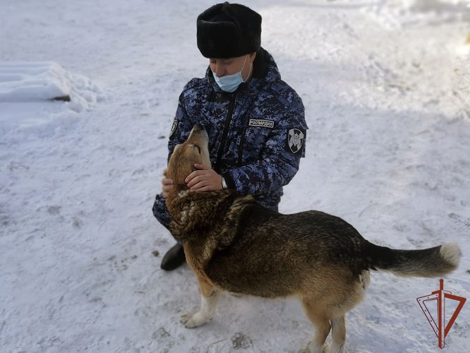 Росгвардейцы продолжают оказывать помощь юргинскому приюту для бездомных животных