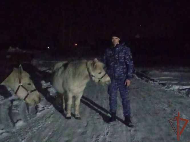 Пропавших лошадей нашли и вернули хозяевам росгвардейцы в Кузбассе