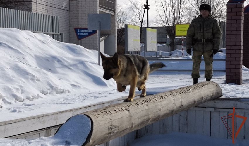 Кинологи Уральского округа познакомили тюменских телезрителей со своей службой (видео)
