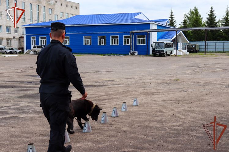 В Йошкар-Оле кинолог Росгвардии поделился с корреспондентом «SM-News» секретами мастерства дрессировки собак 
