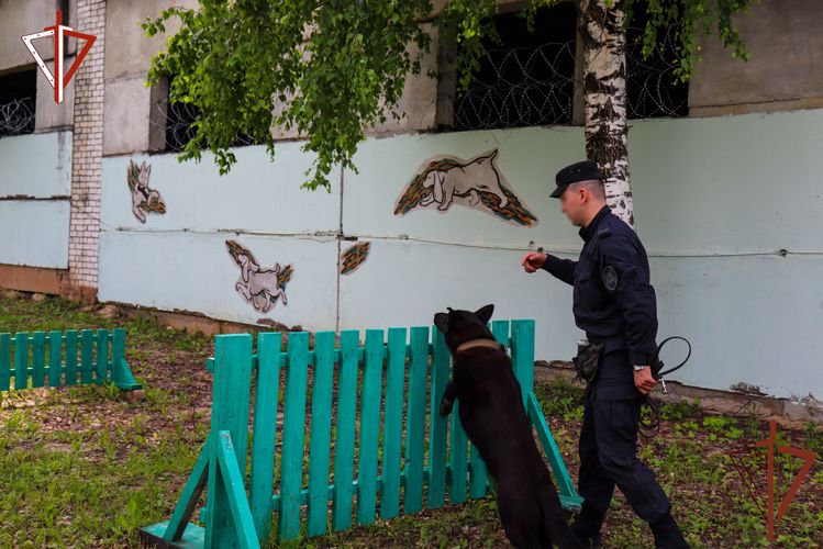 В Йошкар-Оле кинолог Росгвардии поделился с корреспондентом «SM-News» секретами мастерства дрессировки собак 