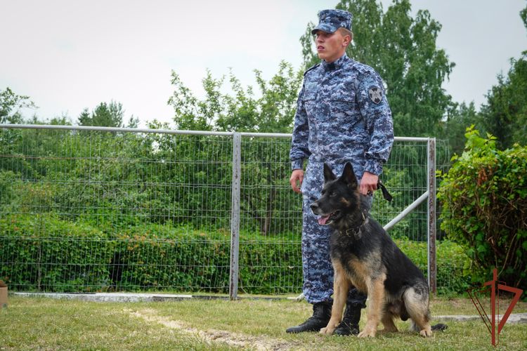 Лучших специалистов-кинологов Северо-Западного округа Росгвардии определили в Ленинградской области 