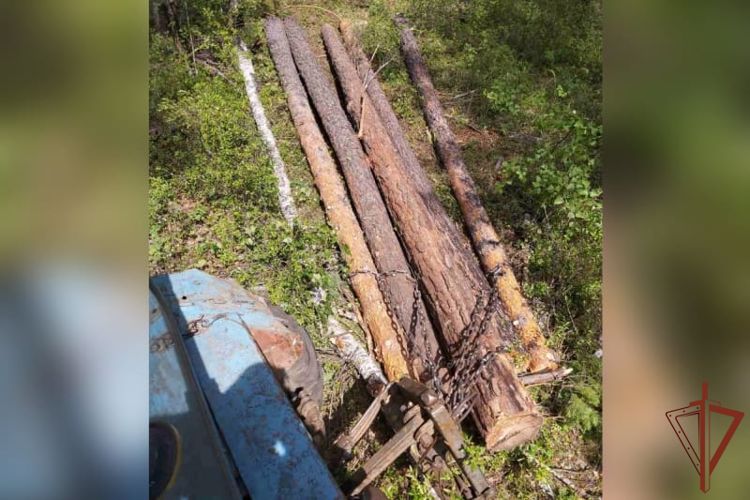 Подозреваемого в незаконной рубке леса задержали сотрудники Росгвардии в Бурятии