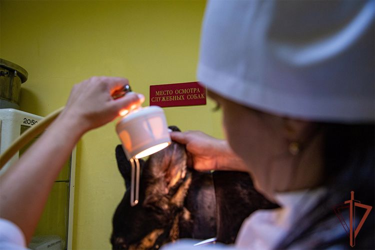Ко Дню ветеринарно-санитарной службы Росгвардии на Урале состоялись праздничные мероприятия