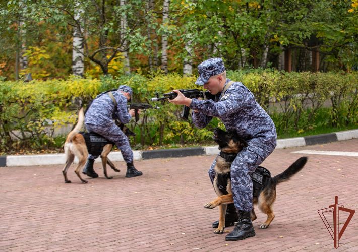  Кинологи из Росгвардии выступили на фестивале служебного собаководства 