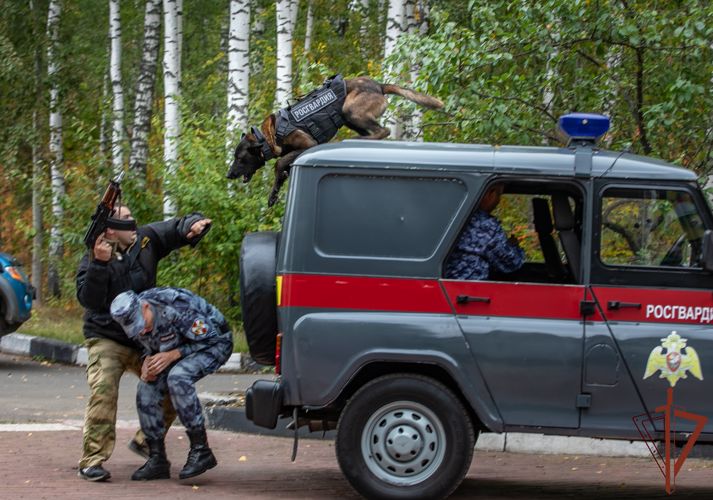  Кинологи из Росгвардии выступили на фестивале служебного собаководства 