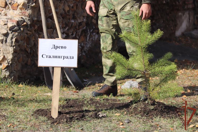 В Чите сотрудники Росгвардии присоединились к акции «Древо Сталинграда» (видео)