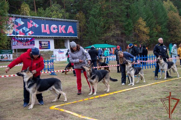 Монопородную выставку овчарок посвятили памяти кинолога Росгвардии