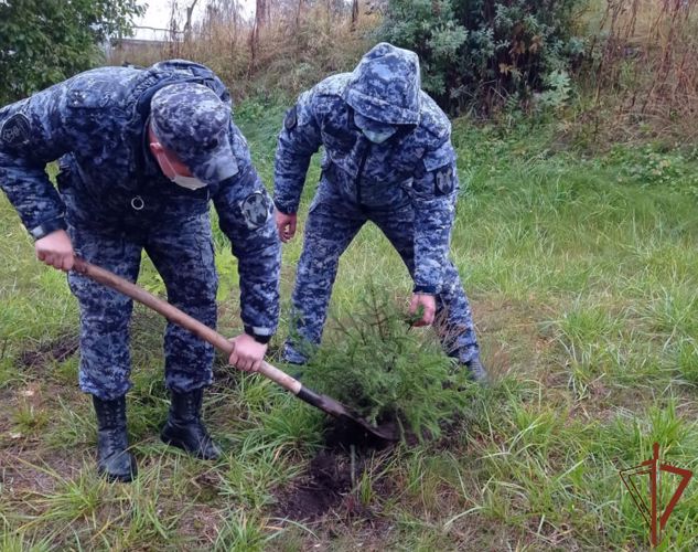 В Ленинградской области росгвардейцы присоединились к экологическим акциям «Зеленая Россия» и «Дерево Сталинграда» 