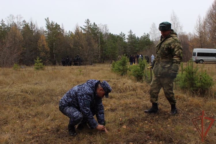   В рамках движения «Полки Победы» росгвардейцы высадили в Челябинске более 800 саженцев кедра