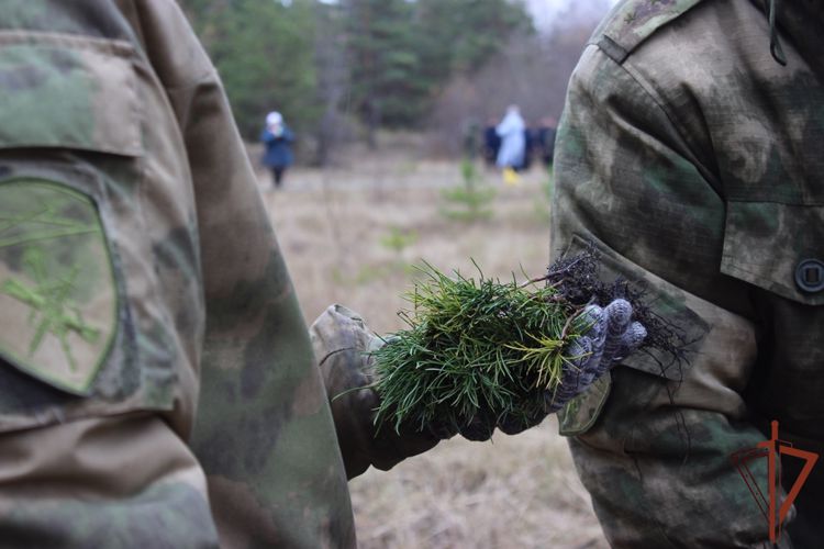   В рамках движения «Полки Победы» росгвардейцы высадили в Челябинске более 800 саженцев кедра