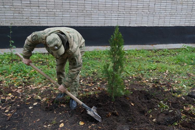 В Великом Новгороде  росгвардейцы присоединились к  акции «Дерево Сталинграда»
