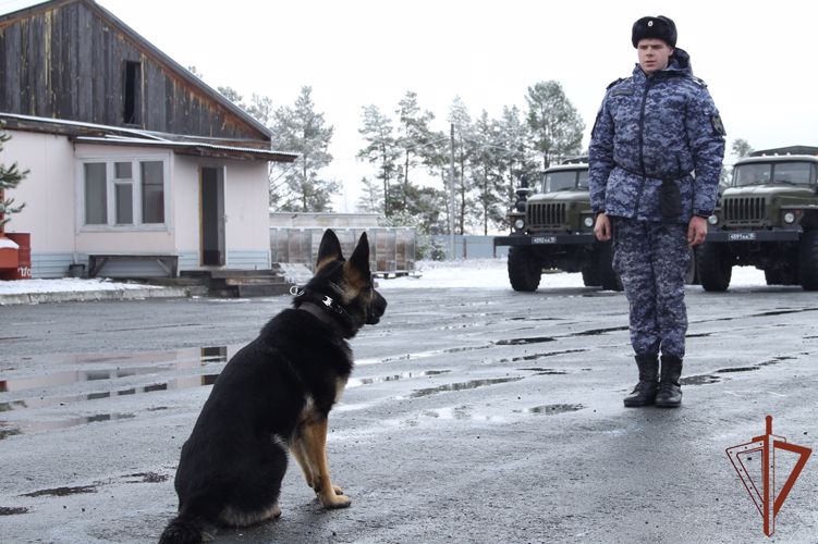 Кинологи Росгвардии познакомили тюменских тележурналистов с процессом обучения четвероногих напарников (видео)