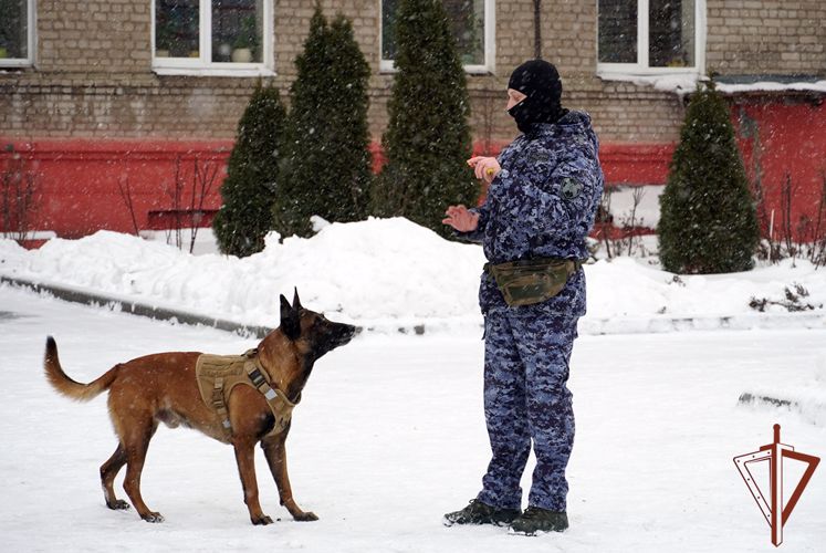 Показательные выступления «Четвероногие герои» провели сотрудники Росгвардии в Воронеже