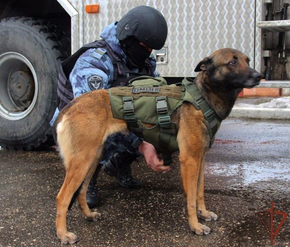 Кинологи ОМОН «Русич» Росгвардии подарили защитные жилеты служебным собакам в Подмосковье 
