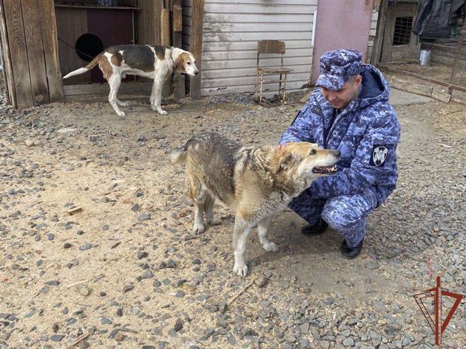Помощь приюту для бездомных животных в Юрге оказали росгвардейцы 
