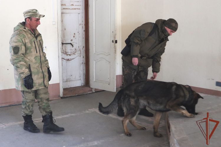 Кинологи Росгвардии продолжают совершенствовать своё профессиональное мастерство в Тюмени (видео)