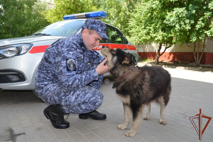 Росгвардейцы спасли в Липецке провалившуюся в канализацию собаку