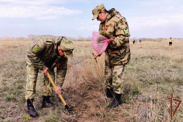 Всероссийскую акцию «Лес Победы» поддержали росгвардейцы в Алтайском крае