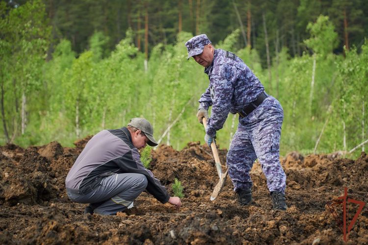 В рамках акции «Сад памяти» в Красноярском крае росгвардейцы высадили деревья