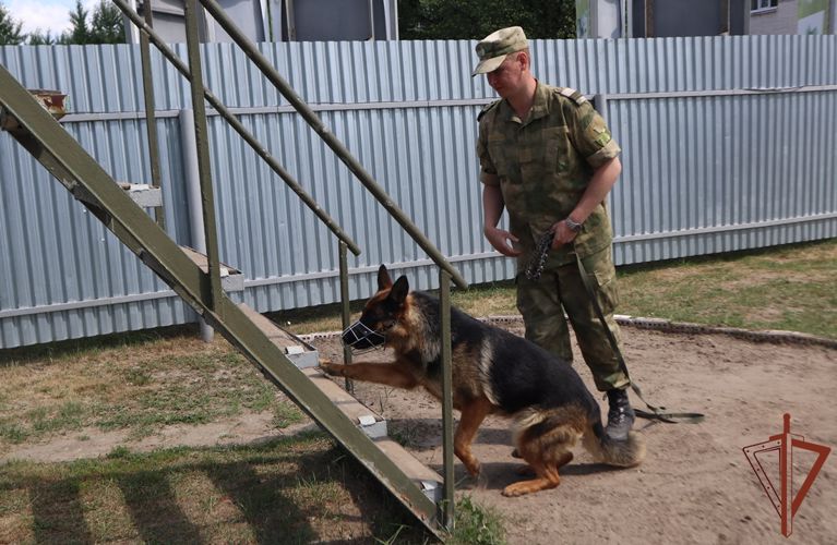 Кинологи Росгвардии рассказали тележурналистам о секретах выращивания служебных собак 