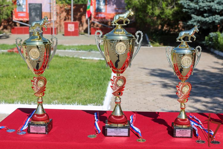 Итоги чемпионата по многоборью кинологов подвели в Южном округе Росгвардии (видео)
