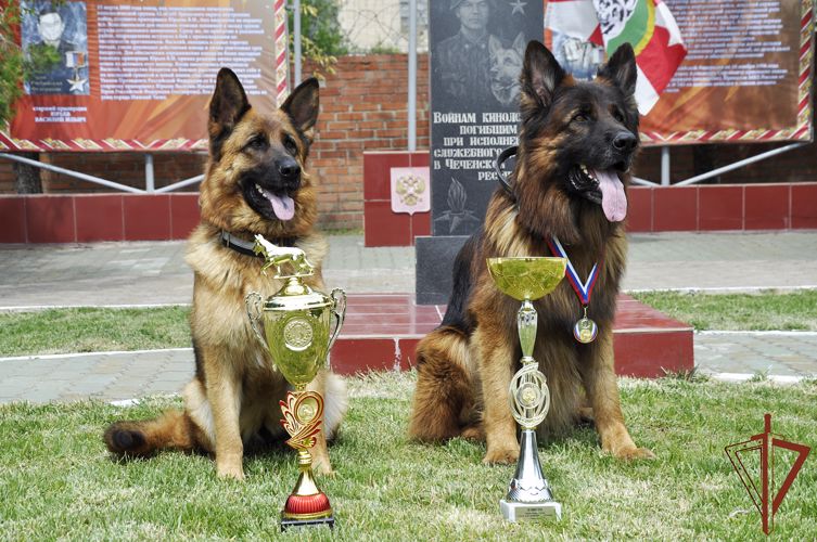 Итоги чемпионата по многоборью кинологов подвели в Южном округе Росгвардии (видео)