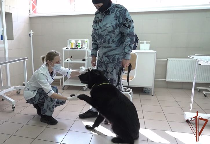 Кинологи столичного главка Росгвардии отмечают профессиональный праздник (видео)