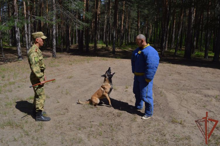 В Пермском военном институте Росгвардии состоялась первая межвузовская олимпиада кинологов