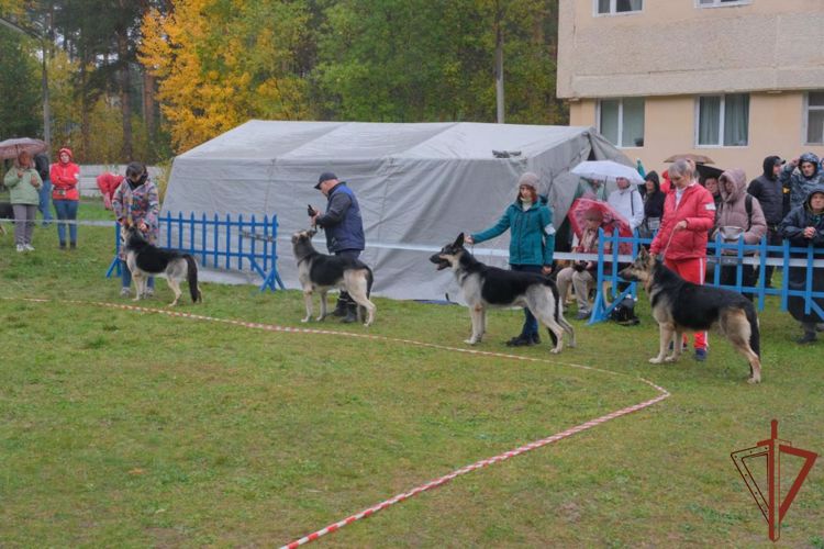 В Екатеринбурге прошла выставка овчарок памяти кинолога Росгвардии