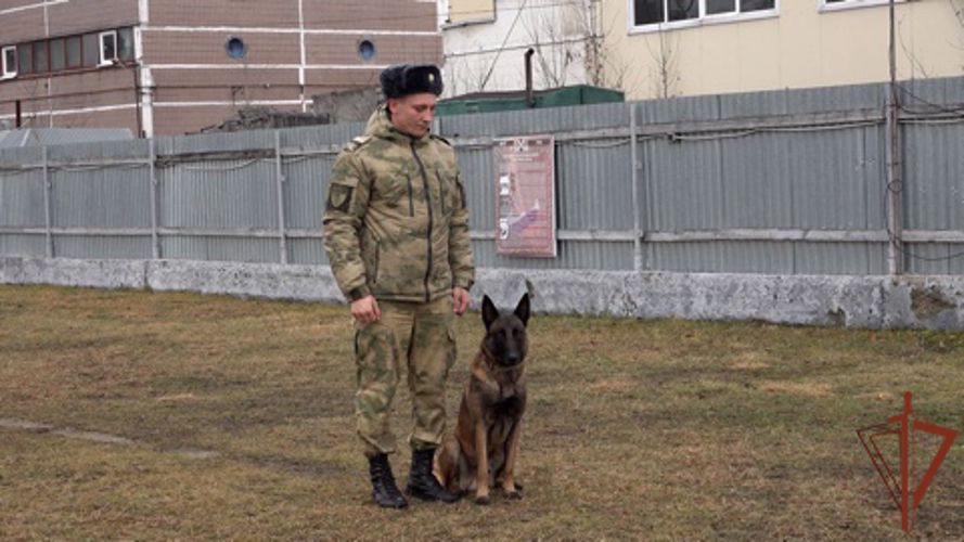 Кинологи Росгвардии завершили курс профессиональной подготовки в Московской области