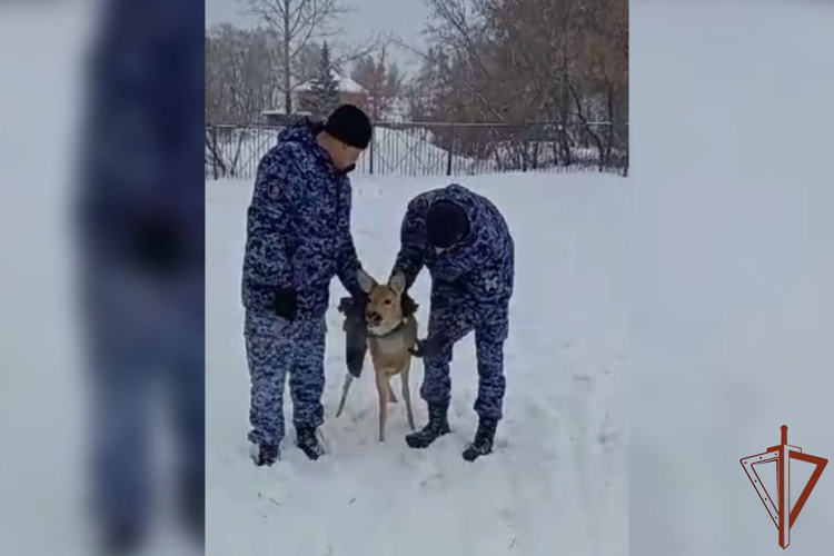Сотрудники Росгвардии спасли попавшую в беду косулю в Омске
